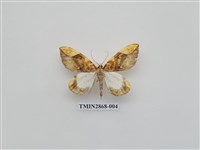 藏品(尺蛾593)的圖片